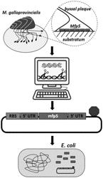 SPLIT INTEIN MEDIATED POLYMERIZATION AND PRODUCTION OF MUSSEL FOOT ADHESIVE PROTEIN MATERIALS