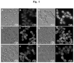 FLUORESCENT ENDOPLASMIC RETICULUM TRACKERS FOR LIVE CELL IMAGING OF PATHOGENIC YEAST