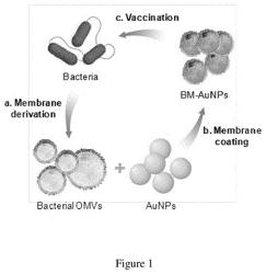 Modulating antibacterial immunity via bacterial membrane-coated nanoparticles