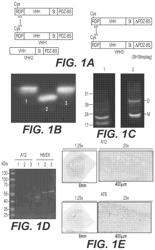 In vitro blood-brain barrier model