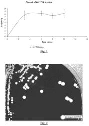 Probiotic bifidobacterium strain