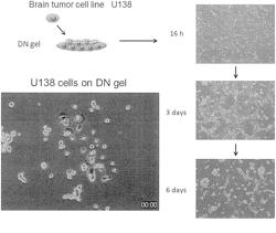 METHOD FOR PRODUCING CANCER STEM CELLS