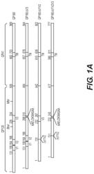 RECOMBINANT MEASLES VIRUSES EXPRESSING EPITOPES OF ANTIGENS OF RNA VIRUSES - USE FOR THE PREPARATION OF VACCINE COMPOSITIONS