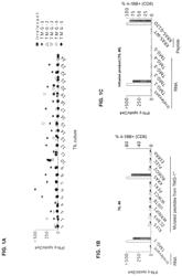 Anti-KRAS-G12D T cell receptors