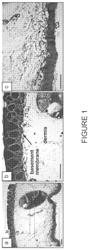 Decellularized biomaterial from non-mammalian tissue