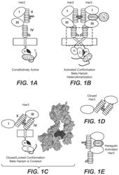 HER3 antigen binding proteins binding to the beta-hairpin of HER3