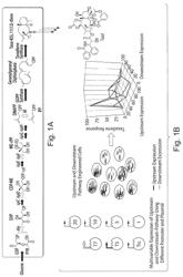 Microbial engineering for the production of chemical and pharmaceutical products from the isoprenoid pathway