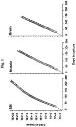 Multipotent adult stem cells, sources thereof, methods of obtaining and maintaining same, methods of differentiation thereof, methods of use thereof and cells derived thereof