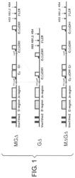 Generation of heavy-chain only antibodies in transgenic animals