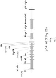 Human mesothelin chimeric antigen receptors and uses thereof