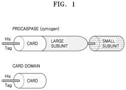 Method of producing monomeric card in bacteria