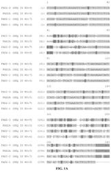 Engineered transgene integration platform (ETIP) for gene targeting and trait stacking