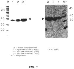 Amino acid sequence presenting fusion polypeptide and its use