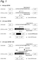 Antisense oligonucleotides for the treatment of Leber congenital amaurosis