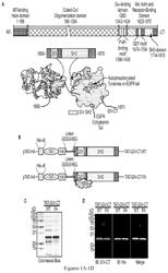 Targeting GIV-GEF-GI signaling for treating diverse diseases