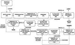 Process for extracting latex, resin and rubber from guayule plants