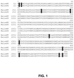 Plant EPSP synthases and methods of use