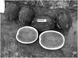 WATERMELON VARIETIES 'RED GARNET', 'RED OPAL', AND 'RED AMBER'