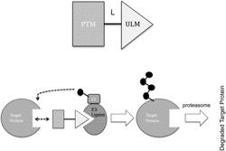 CEREBLON LIGANDS AND BIFUNCTIONAL COMPOUNDS COMPRISING THE SAME