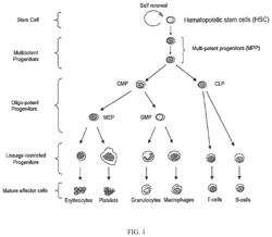 Transient protection of normal cells during chemotherapy