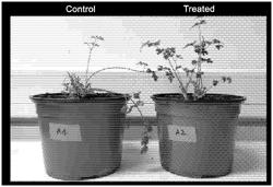 COMPOSITION MADE FROM POLYOL(S) AND STEROL(S) FOR USE IN THE AGRICULTURAL FIELD