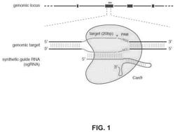 FUNCTIONAL GENOMICS USING CRISPR-CAS SYSTEMS, COMPOSITIONS, METHODS, KNOCK OUT LIBRARIES AND APPLICATIONS THEREOF