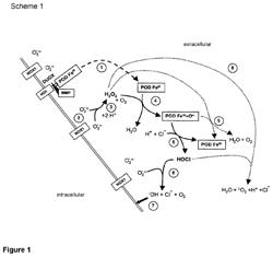 Antigen-binding constructs that bind to and inhibit catalase and/or superoxide dismutase as well as pharmaceutical compositions containing them for tumor therapy