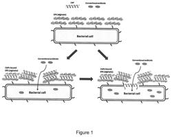 CATIONIC ANTIMICROBIAL PEPTIDES