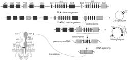 NUCLEIC ACID AMPLIFICATION PRIMERS FOR PCR-BASED CLONALITY STUDIES