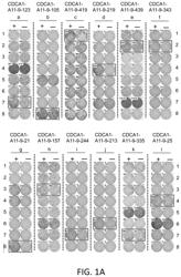 CDCA1-derived peptide and vaccine containing same