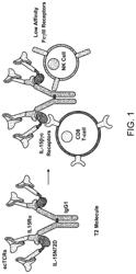 MULTIMERIC IL-15 SOLUBLE FUSION MOLECULES AND METHODS OF MAKING AND USING SAME