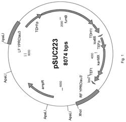 HOST CELLS FOR DICARBOXYLIC ACID PRODUCTION