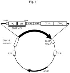 Genetically-modified cells and method for producing same