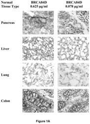 Antibodies reactive with B7-H3, immunologically active fragments thereof and uses thereof