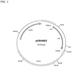 Albumin variants