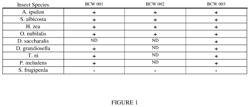 Pesticidal toxin proteins active against lepidopteran insects