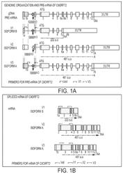 RAAV-based compositions and methods for treating amyotrophic lateral sclerosis