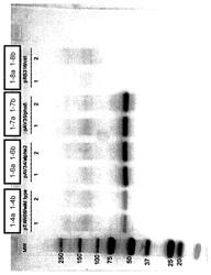 Microorganisms expressing modified glucoamylase enzymes