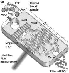 MICROFLUIDIC LABEL-FREE ISOLATION AND IDENTIFICATION OF CELLS USING FLUORESCENCE LIFETIME IMAGING (FLIM)