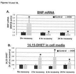 Methods for Identifying Risk of Chemotherapy-Induced Cardiotoxicity and Targeted Medical Intervention