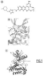 ANTAGONIST OF THE FIBROBLAST GROWTH FACTOR RECEPTOR 3 (FGFR3) FOR USE IN THE TREATMENT OR THE PREVENTION OF SKELETAL DISORDERS LINKED WITH ABNORMAL ACTIVATION OF FGFR3