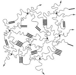 SYNTHESIS OF STAR ISOBUTYLENE-BASED THERMOPLASTIC ELASTOMERS