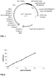 SERINE PROTEASES OF THE BACILLUS GIBSONII-CLADE