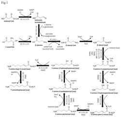 METHODS AND MATERIALS FOR PRODUCING 7-CARBON MONOMERS