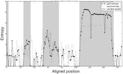 DYNAMIC HUMAN HEAVY CHAIN ANTIBODY LIBRARIES