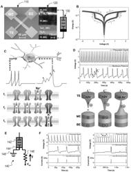 Capacitative artificial neural networks