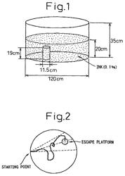 Composition having effects of preventing or ameliorating conditions or diseases caused by brain hypofunction