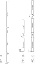 Coupling endonucleases with end-processing enzymes drives high efficiency gene disruption