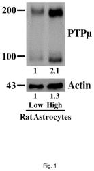 Compositions and methods for treating cancer