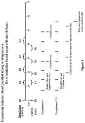 Methods to Expand a T Regulatory Cell Master Cell Bank